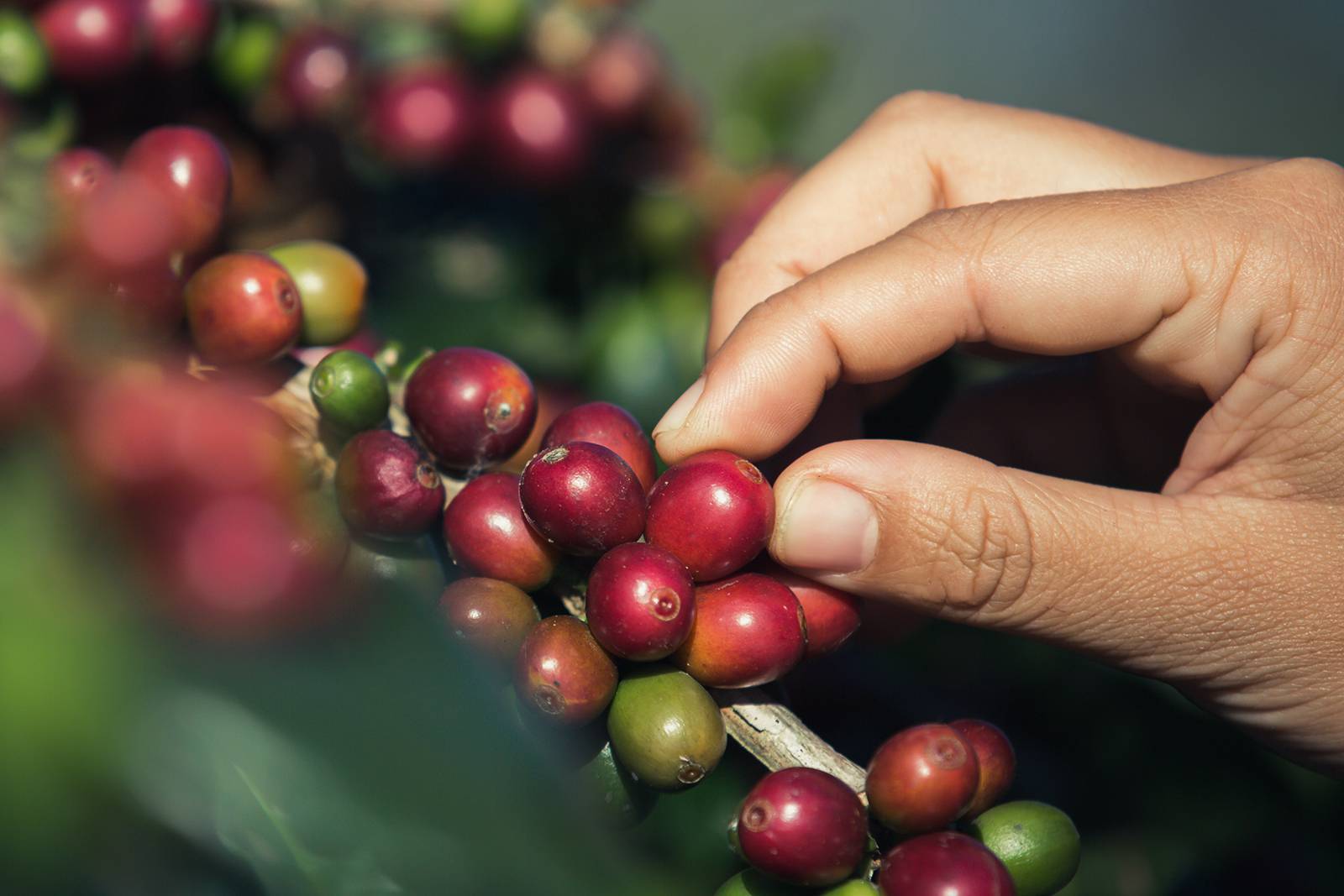 The Difference Between Arabica and Robusta